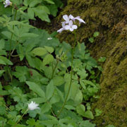 Click to enlarge Cardamine bulbifera