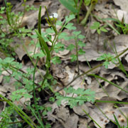 Click to enlarge Cardamine plumieri