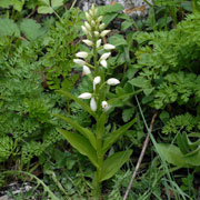 Click to enlarge Cephalanthera longifolia