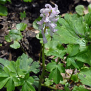 Click to enlarge Corydalis solida