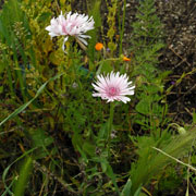 Crepis rubra