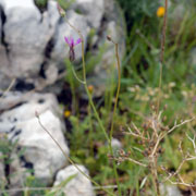 Crupina crupinastrum