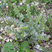 Click to enlarge Cynoglossum cheirifolium