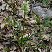 Click to enlarge Dactylorhiza romana