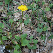 Click to enlarge Doronicum columnae
