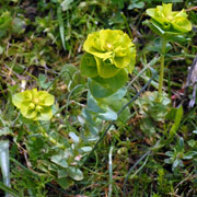 Click to enlarge Euphorbia myrsinites