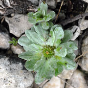 Click to enlarge Evax pymaea