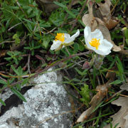 Click to enlarge Helianthemum apenninum