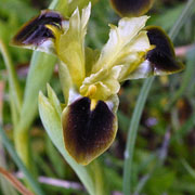 Click to enlarge Hermodactylis tuberosus