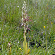 Click to enlarge Himantoglossum hircinum