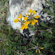 Click to enlarge Hippocrepis glauca