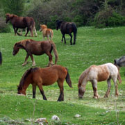 Click to enlarge Corydalis solida