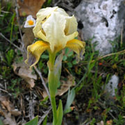 Click to enlarge Iris lutescens
