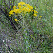 Click to enlarge Isatis tinctoria