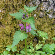 Click to enlarge Lamium garganicum