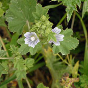 Malva neglecta