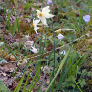 Click to enlarge Narcissus poeticus