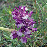 Click to enlarge Orchis morio x Orchis papilionacea
