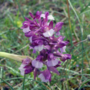 Orchis morio x Orchis papilionacea