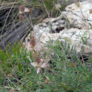 Click to enlarge Onobrychis saxatilis