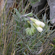 Click to enlarge Onosma lucana