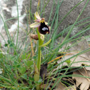 Click to enlarge Ophrys bertoloniformis
