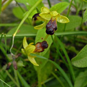 Ophrys fusca