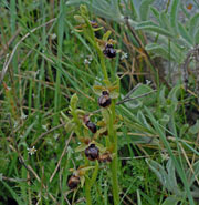 Orchis papillionacea