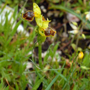 Ophrys melena