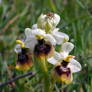 Click to enlarge Ophrys tenthredinifera