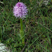 Click to enlarge Orchis italica