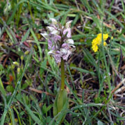 Click to enlarge Orchis lactea