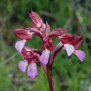Click to enlarge Orchis papilionacea