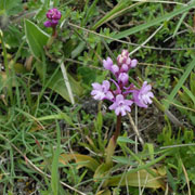 Click to enlarge Orchis quadripunctata