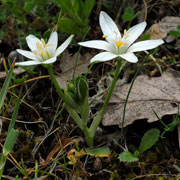 Click to enlarge Ornithogallum monatnum