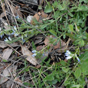 Click to enlarge Polygala nicaeensis