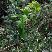 Click to enlarge Polygonatum multiflorum