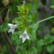 Click to enlarge Prasium majus