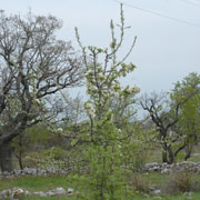 Click to enlarge Pyrus amygdaliformis