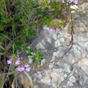 Click to enlarge Satureja thymbra