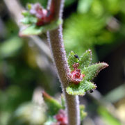 Click to enlarge Saxifraga bulbifera bulbils