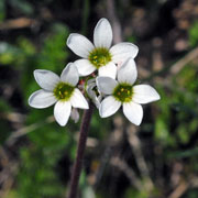 Saxifraga bulbosa flowers