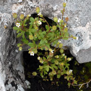 Click to enlarge Saxifraga tridactylites