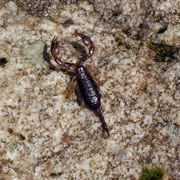 Click to enlarge Scorpion Monte Sacro