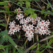 Click to enlarge Sedum anglicum