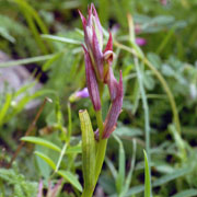 Serapias parviflorus