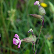 Click to enlarge Silene conica