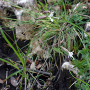 Click to enlarge Silene italica