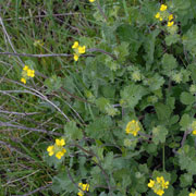 Click to enlarge Sinapis arvensis