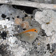 Click to enlarge Small Heath